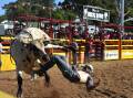 Rider at the Dungog Rodeo on the Easter long weekend. Picture by Angus Michie