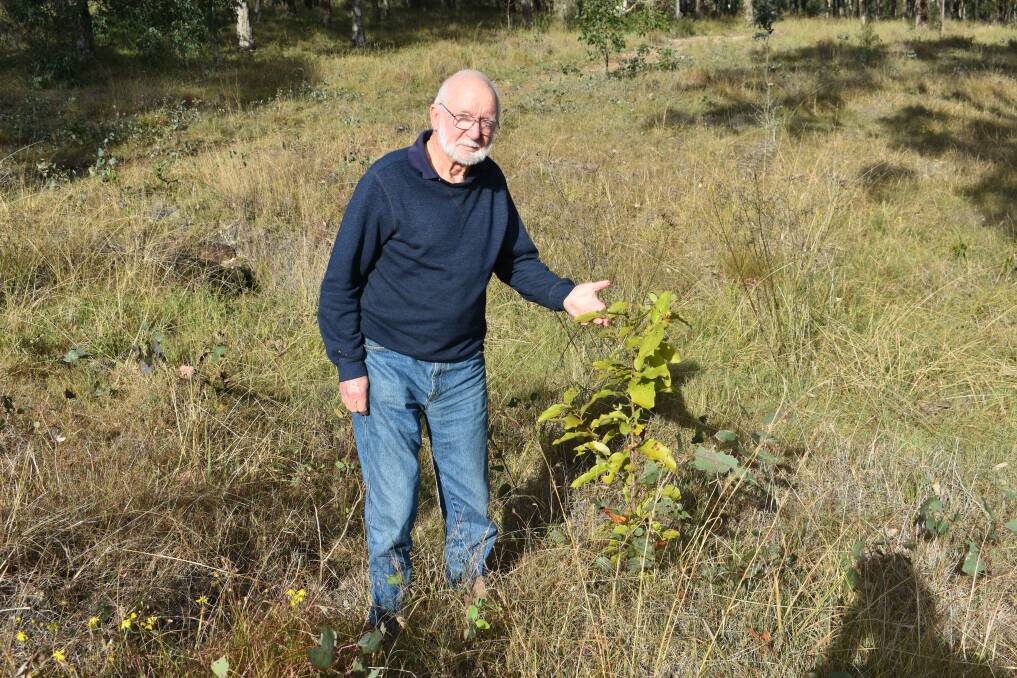 Bill Dowling next to a young Cadaghi Gumtree in the Dungog Common. Picture by Angus Michie