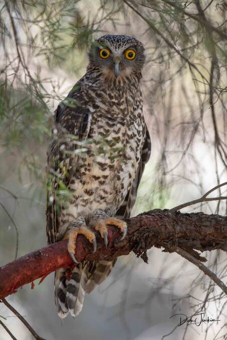 The Powerful Owl found by children in the Wild Ones program. Picture by Dick Jenkin
