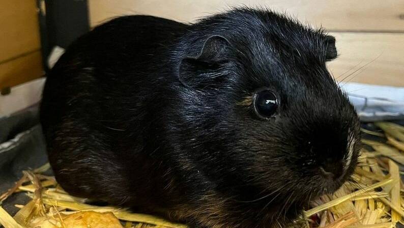 Meet Nevi, the sweet 10-month-old guinea pig searching for her forever home. Picture supplied