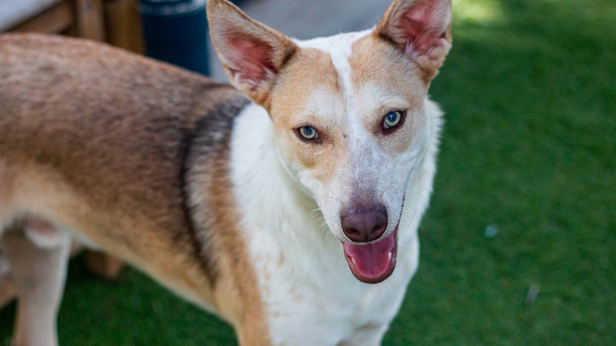 Australian Kelpie Yogie is waiting to find his forever home. Picture supplied