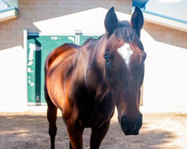 Meet JD, a charming senior Thoroughbred Gelding who eagerly awaits the members of his future forever family. Picture supplied